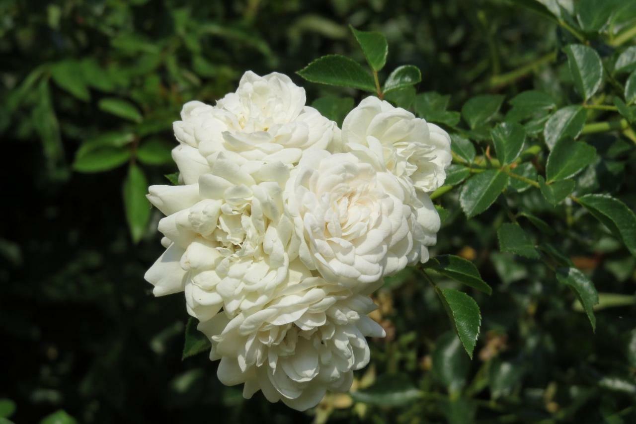Fattoria Delle Rose Villa Salussola Buitenkant foto